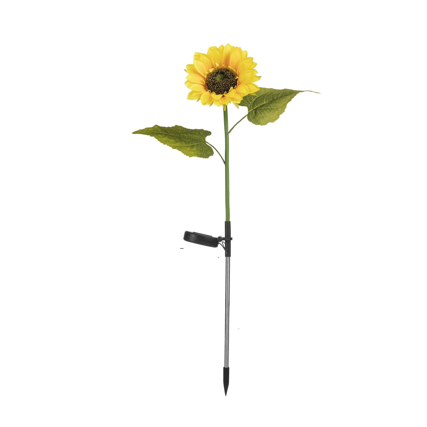 Measurement chart of a sunflower with labeled dimensions on a white background